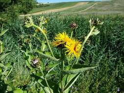 Inula helenium L. resmi