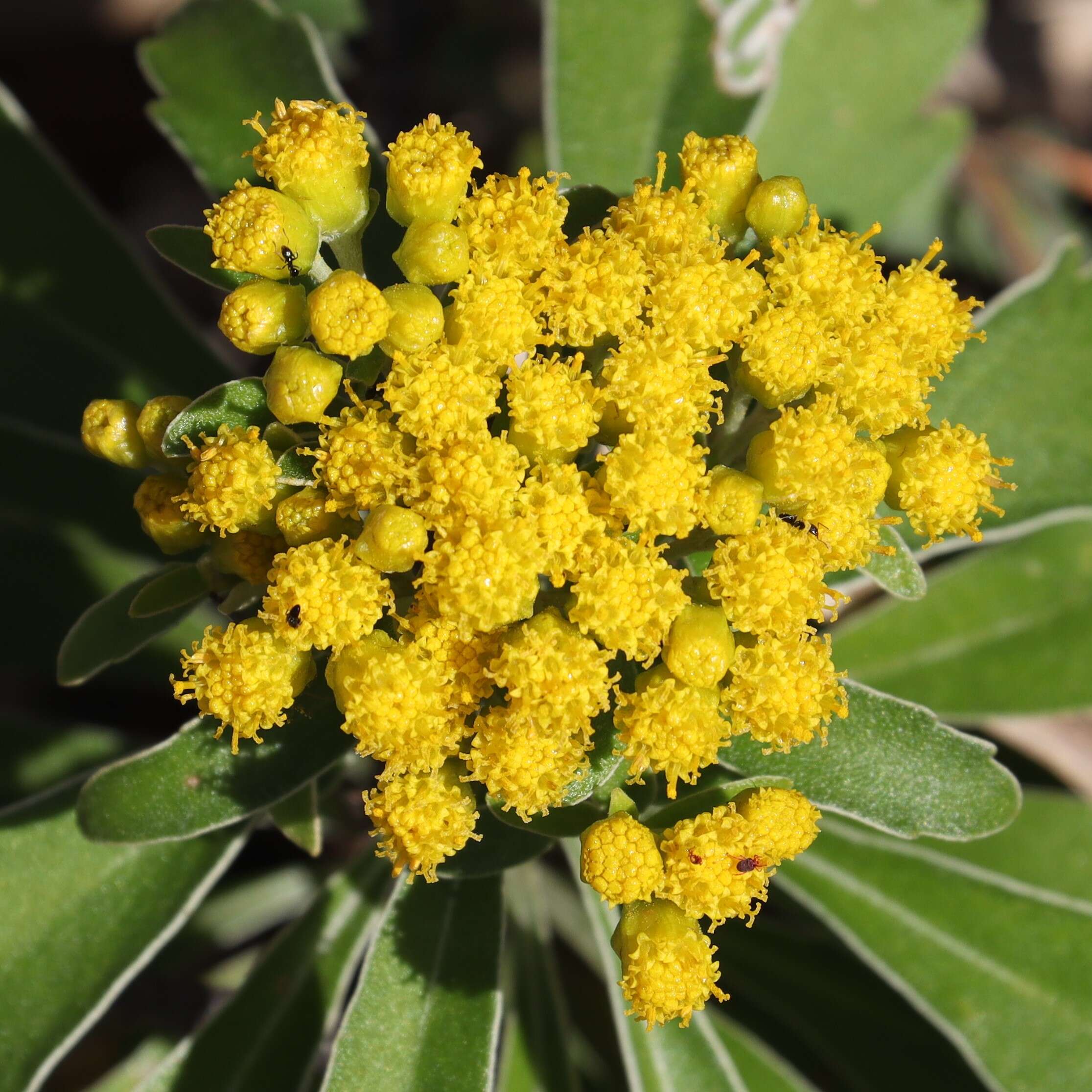 Plancia ëd Ajania pacifica (Nakai) K. Bremer & C. J. Humphries