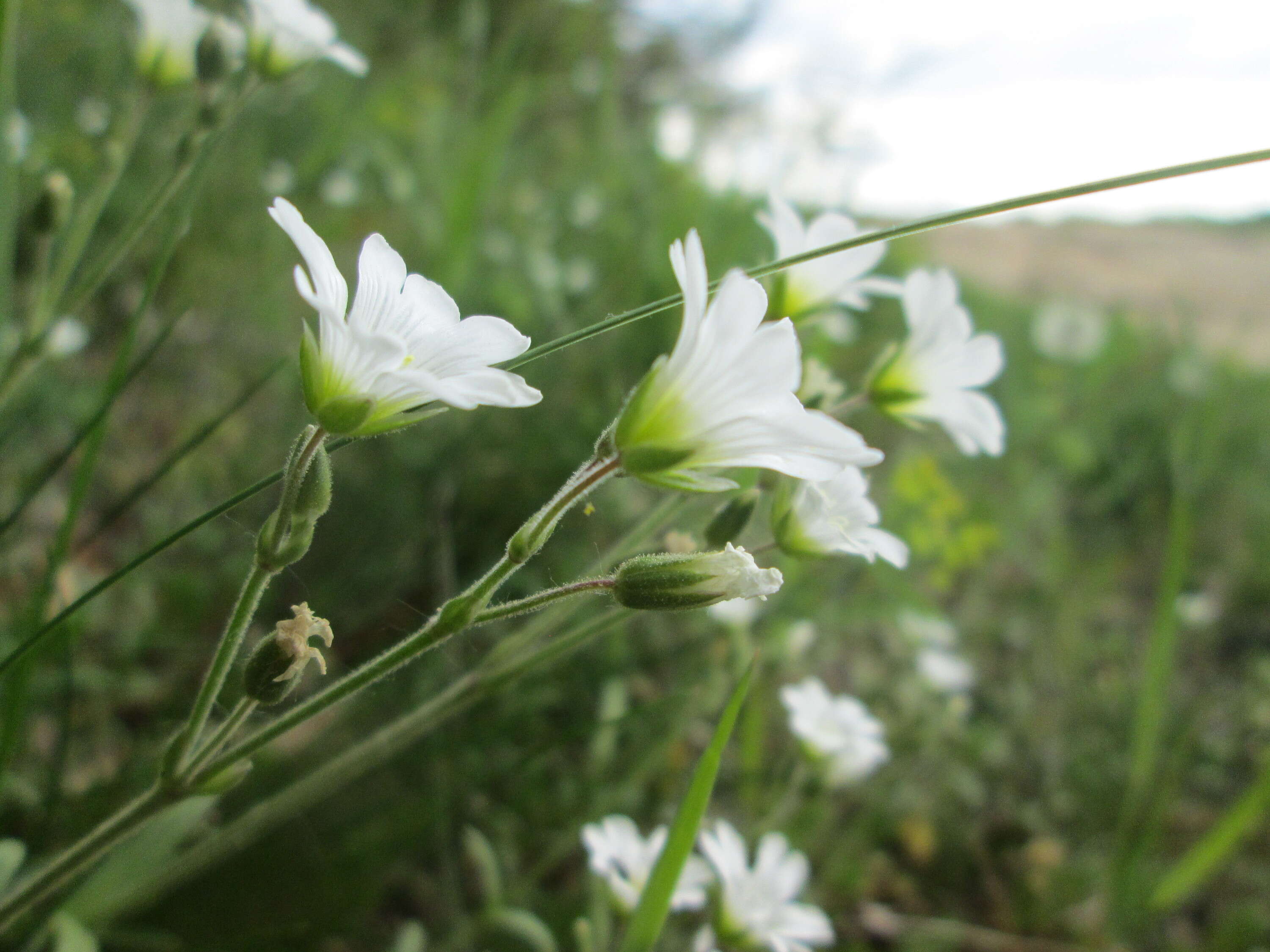 Image of field chickweed