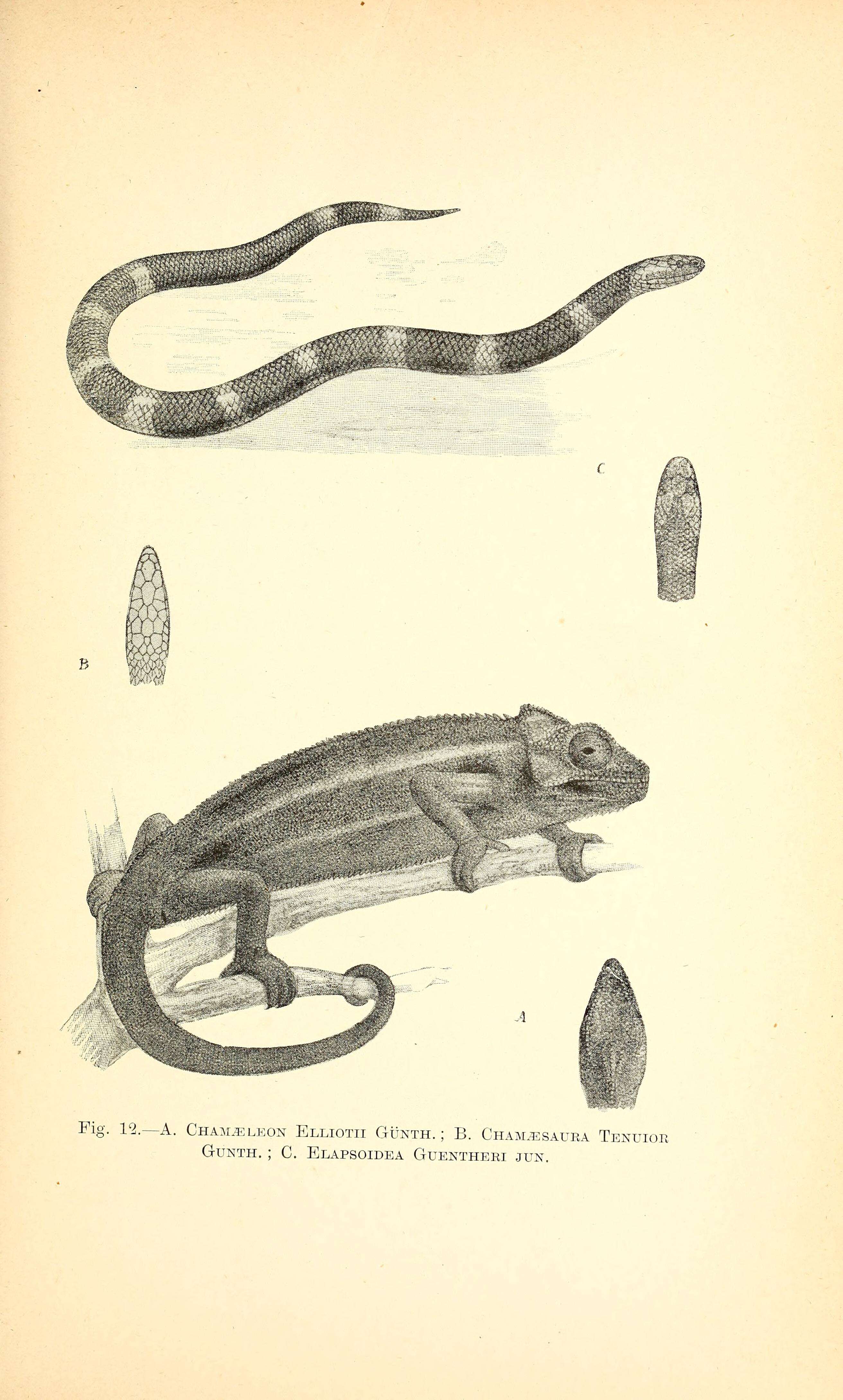 Image de Caméléon d'Elliot