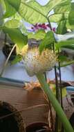 Imagem de Haemanthus albiflos Jacq.