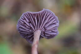 Image of Laccaria amethystina Cooke 1884