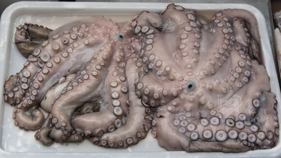 Image of rubble octopus