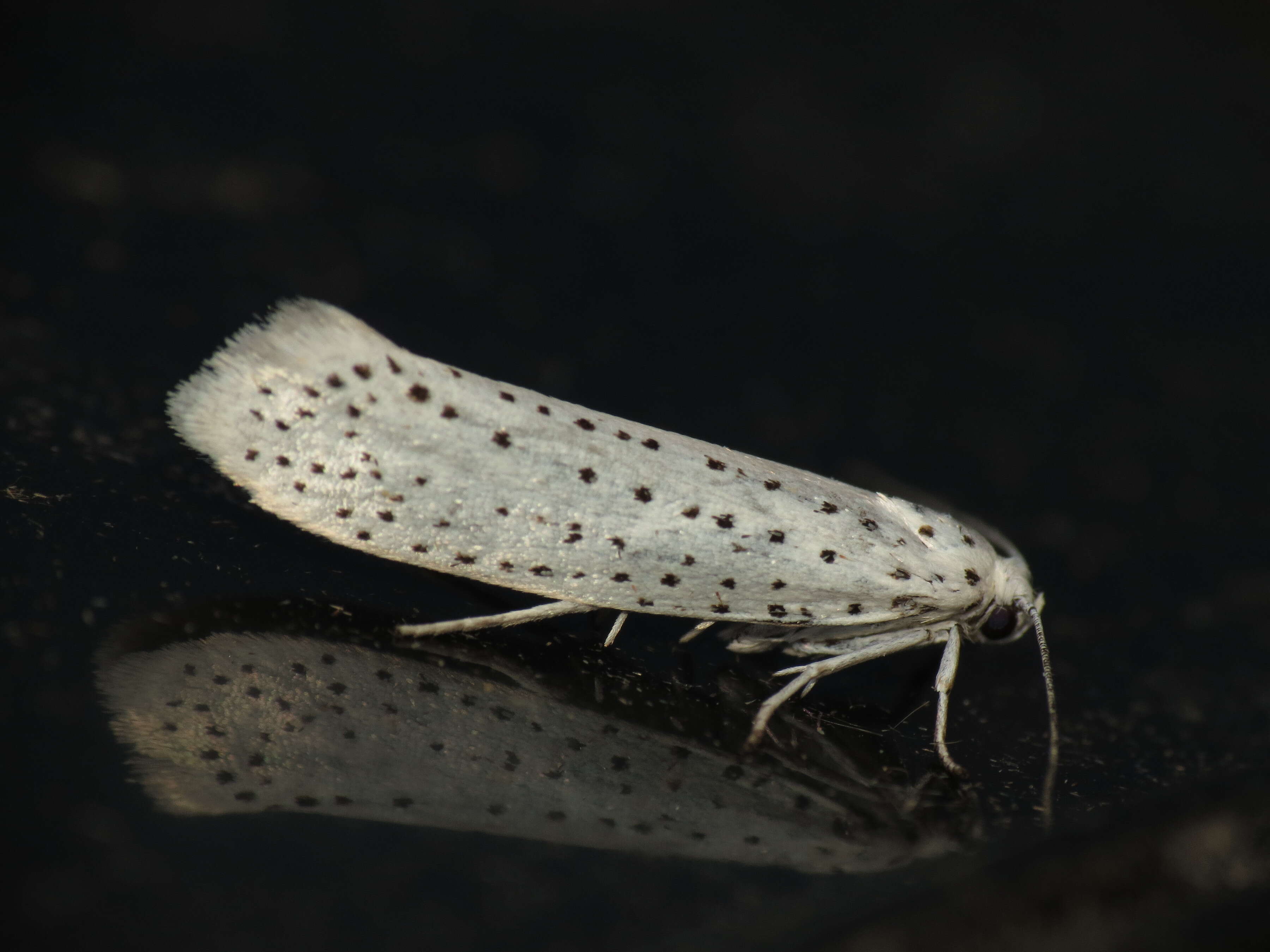 Image of Bird-cherry Ermine