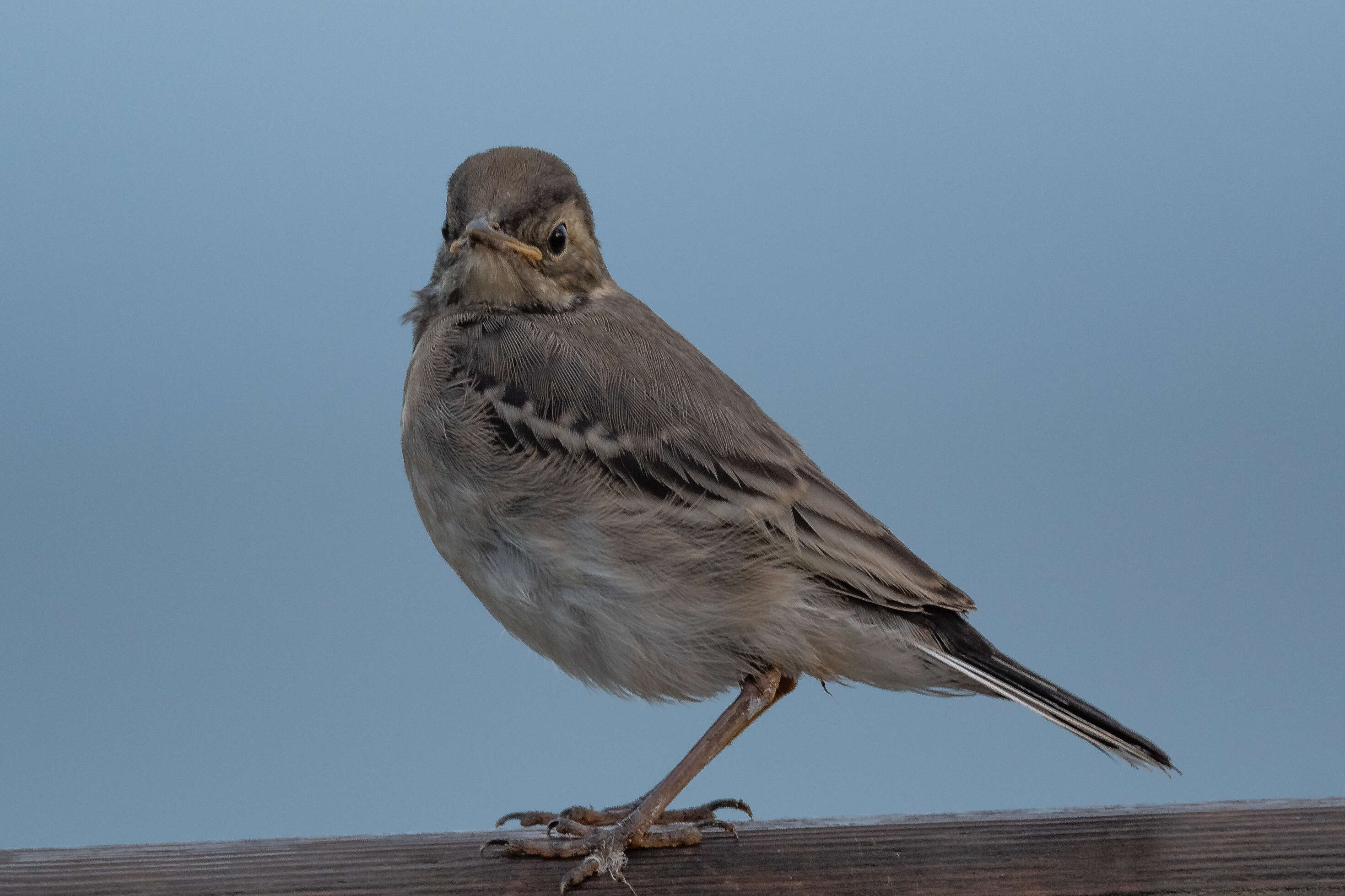 Image of Pied Wagtail and White Wagtail