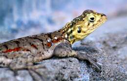 Image of Ground Agama