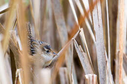 Image of Sedge Wren