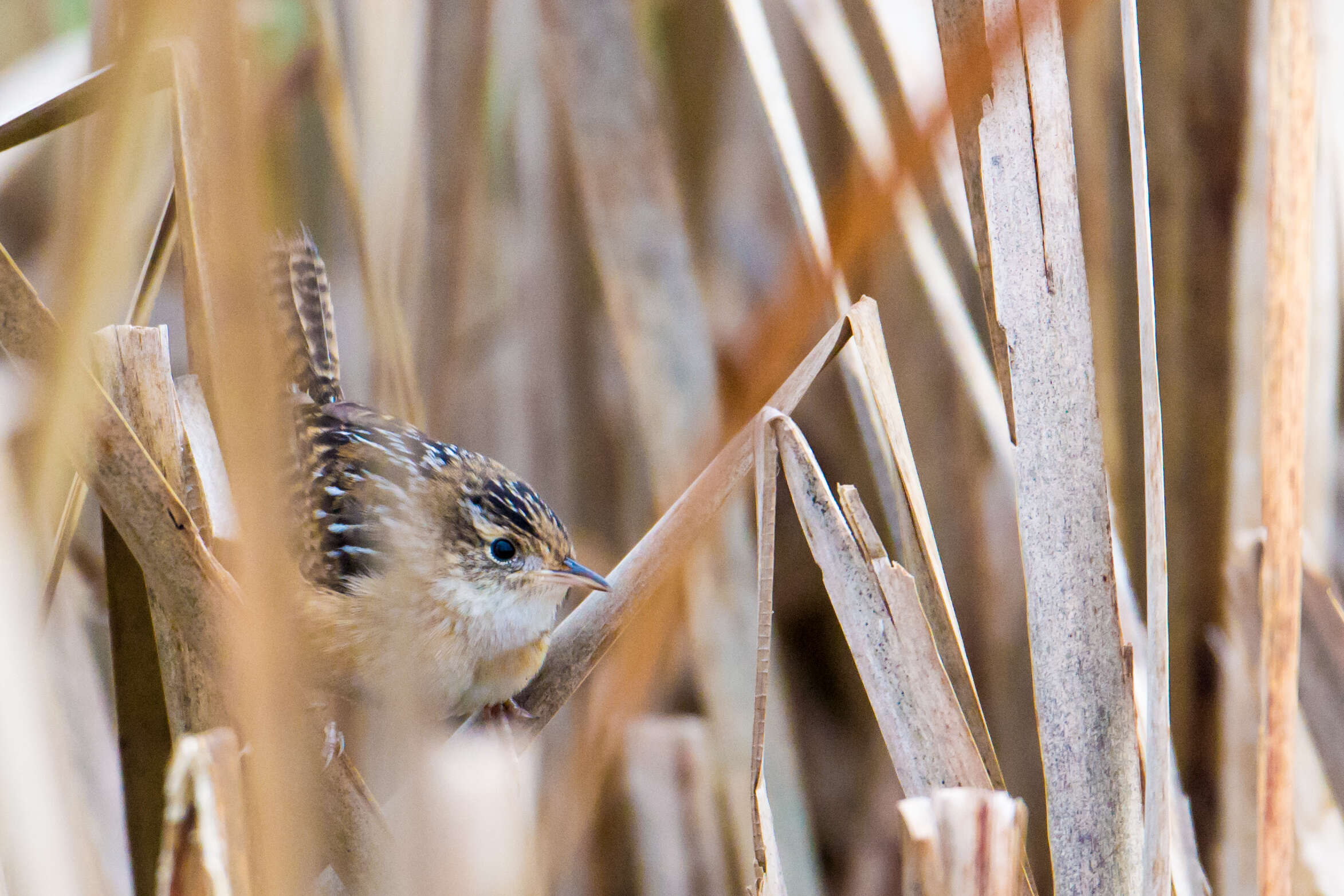 Image of Sedge Wren