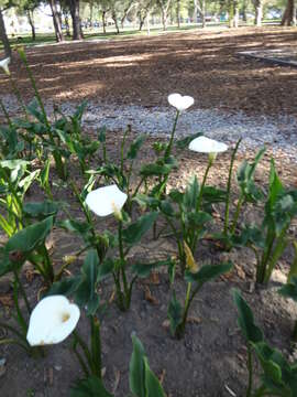 Image of Arum lily