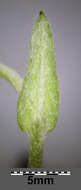 Image of Jersey cudweed