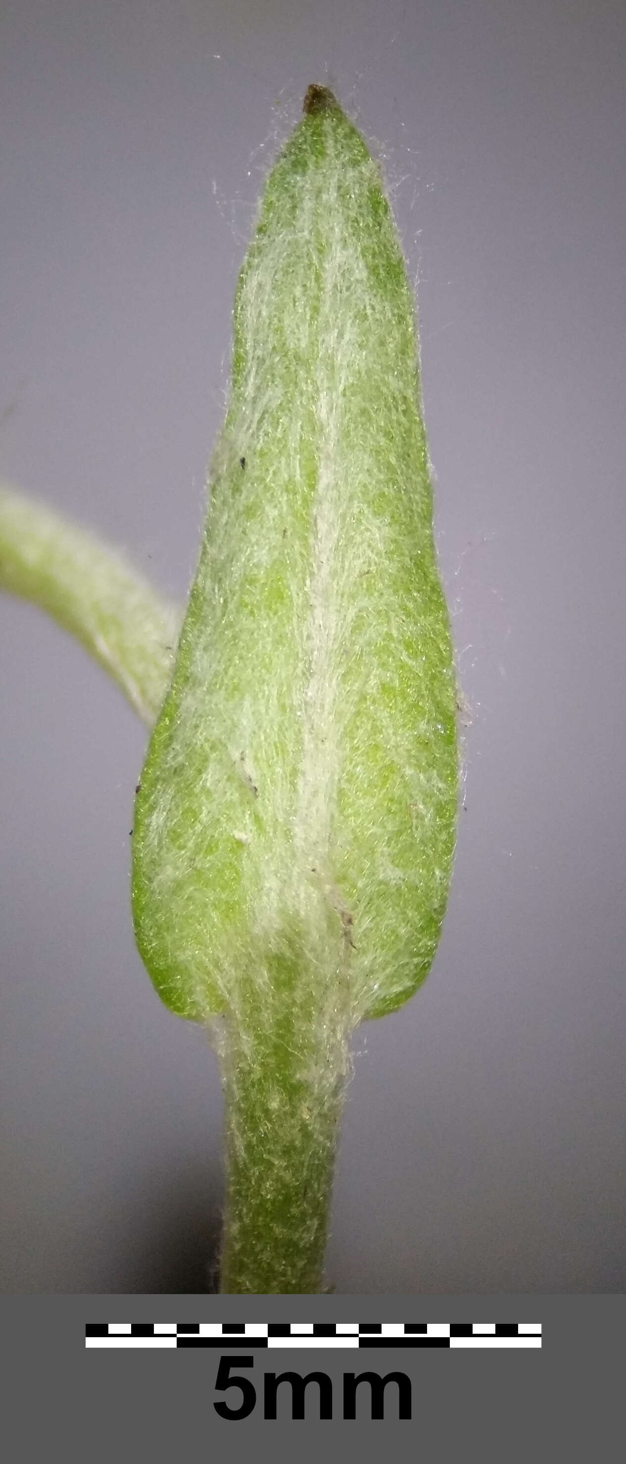 Image of Jersey cudweed