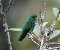 Image of Western Emerald