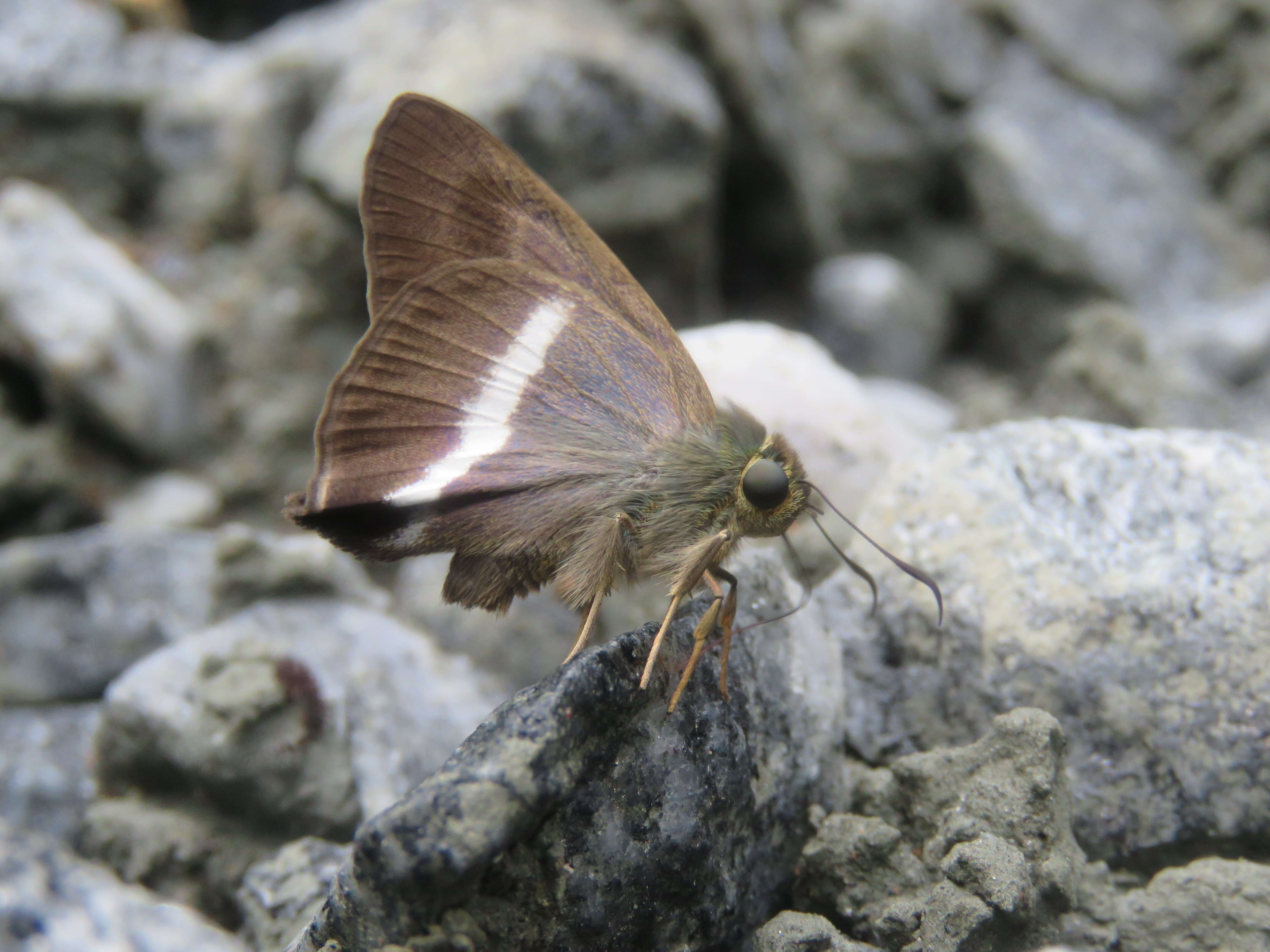 Image of Hasora taminatus Hübner 1818