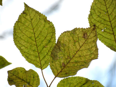 Image of gean, wild cherry