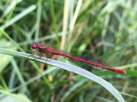 Image of Common Redcoat Damselfly