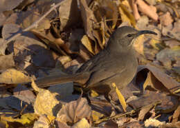 صورة Toxostoma redivivum (Gambel 1845)