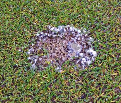 Image of Pink Snow Mold