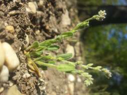 Image of strict forget-me-not