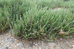 Image of Salicornia quinqueflora subsp. quinqueflora