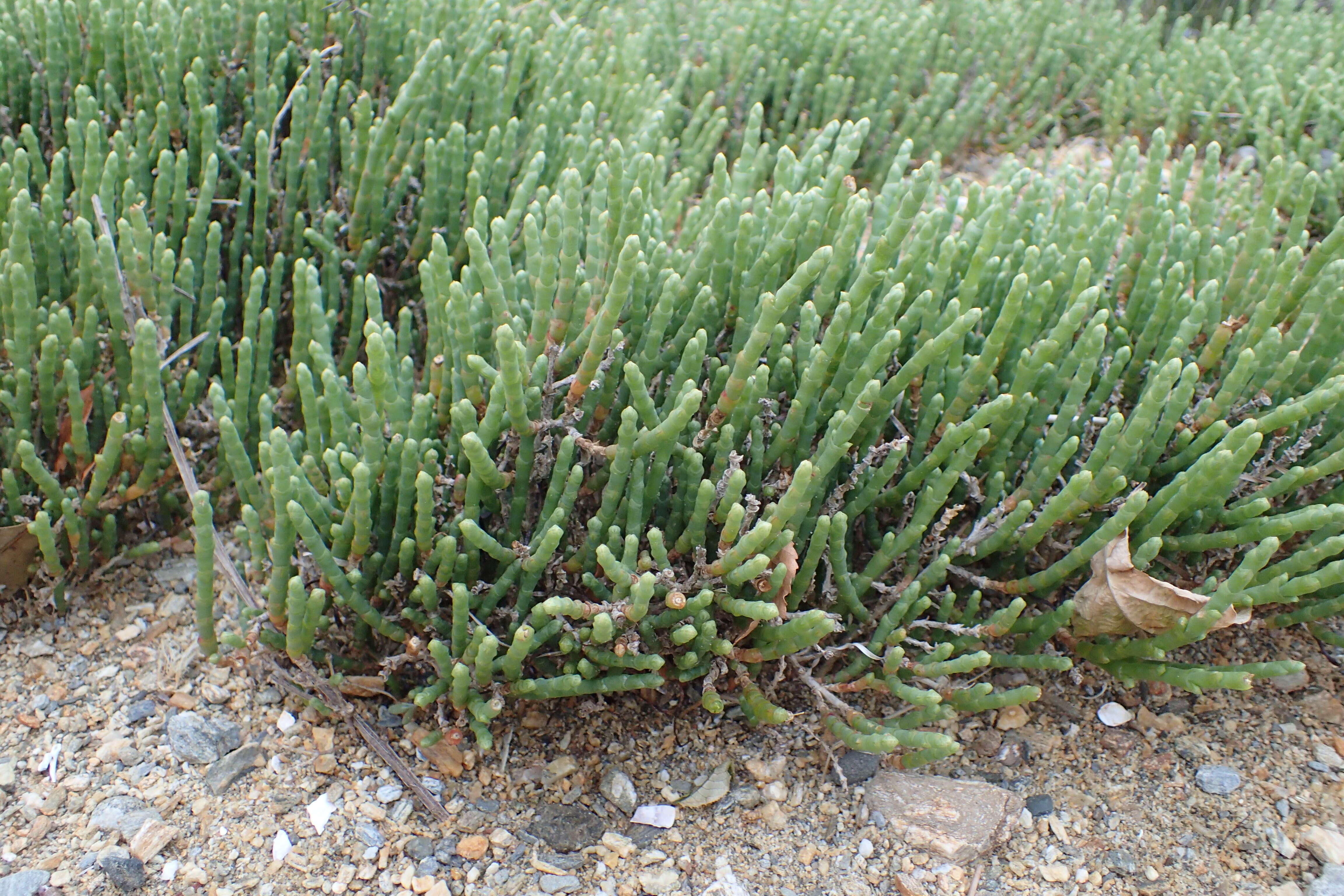 Sivun Salicornia quinqueflora subsp. quinqueflora kuva