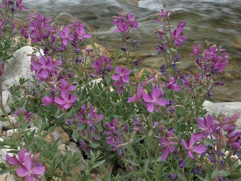 Image de Epilobium latifolium L.