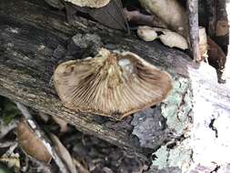 Image of Crepidotus mollis (Schaeff.) Staude 1857