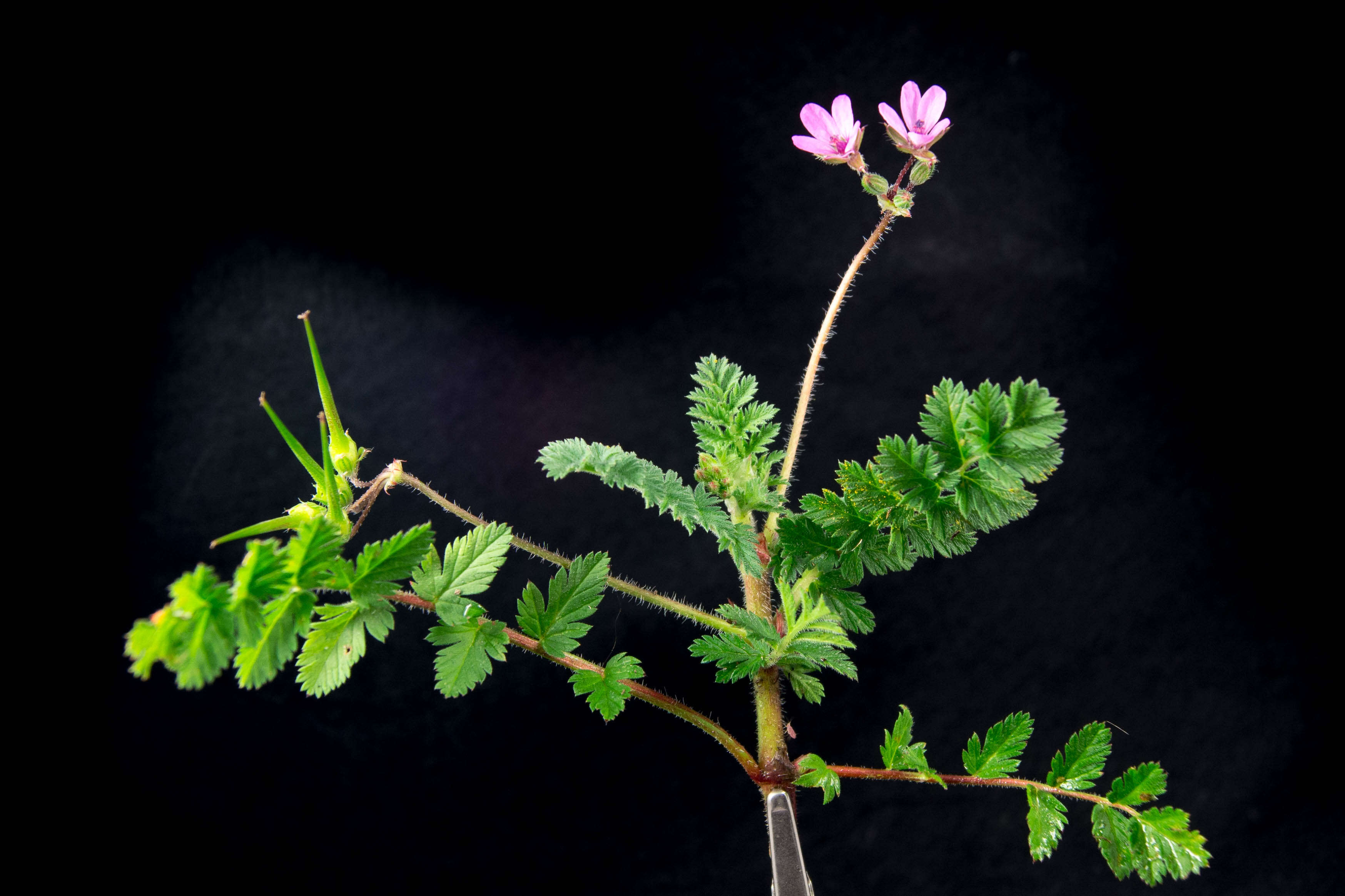 Image of Common Stork's-bill