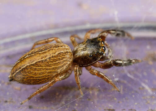 Marpissa lineata (C. L. Koch 1846) resmi