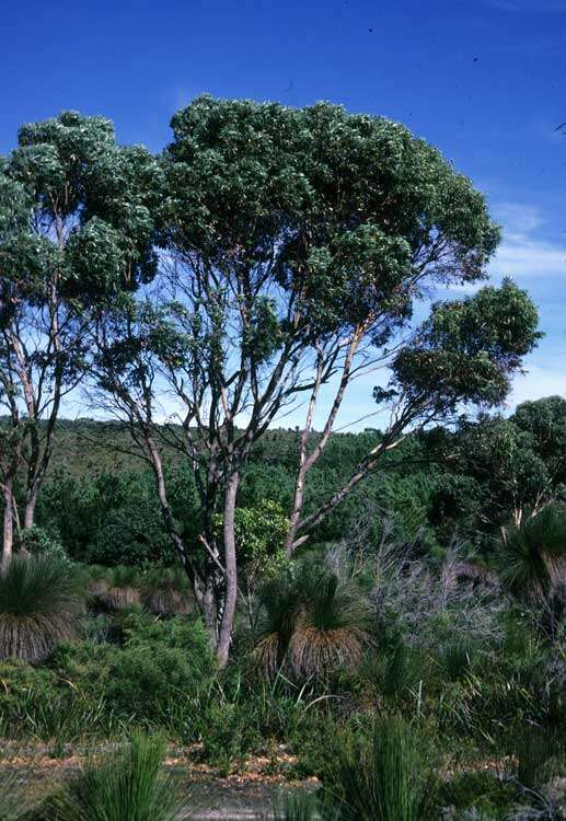 صورة Eucalyptus cornuta Labill.