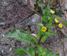 Plancia ëd Sonchus asper (L.) Hill