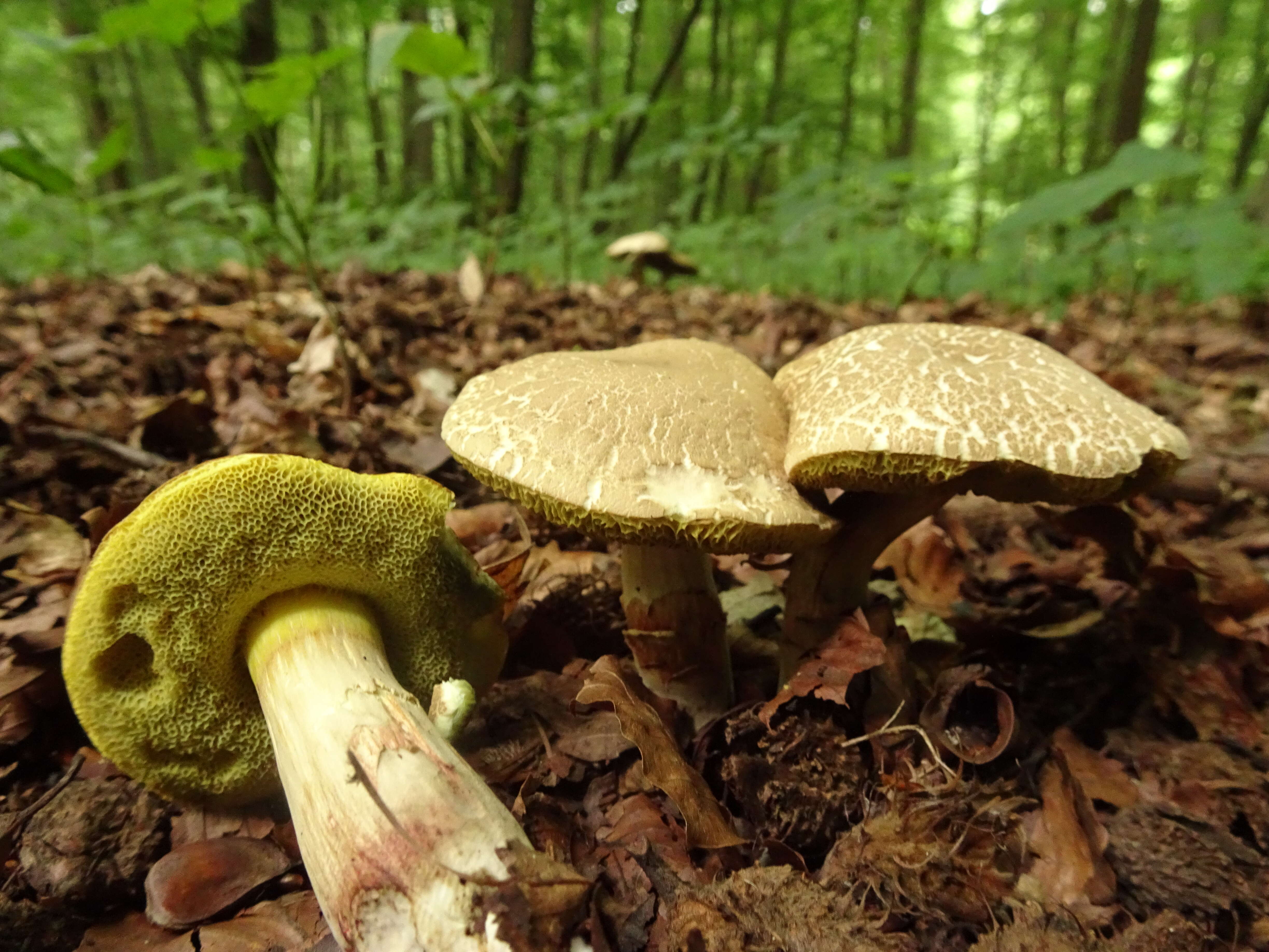 Image of Red-cracking Bolete