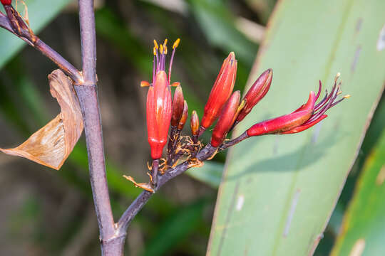 Image of New Zealand flax