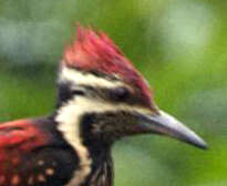 Image of Lesser Crimson-backed Flameback