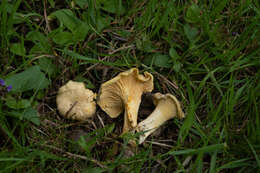 Image of Chanterelle