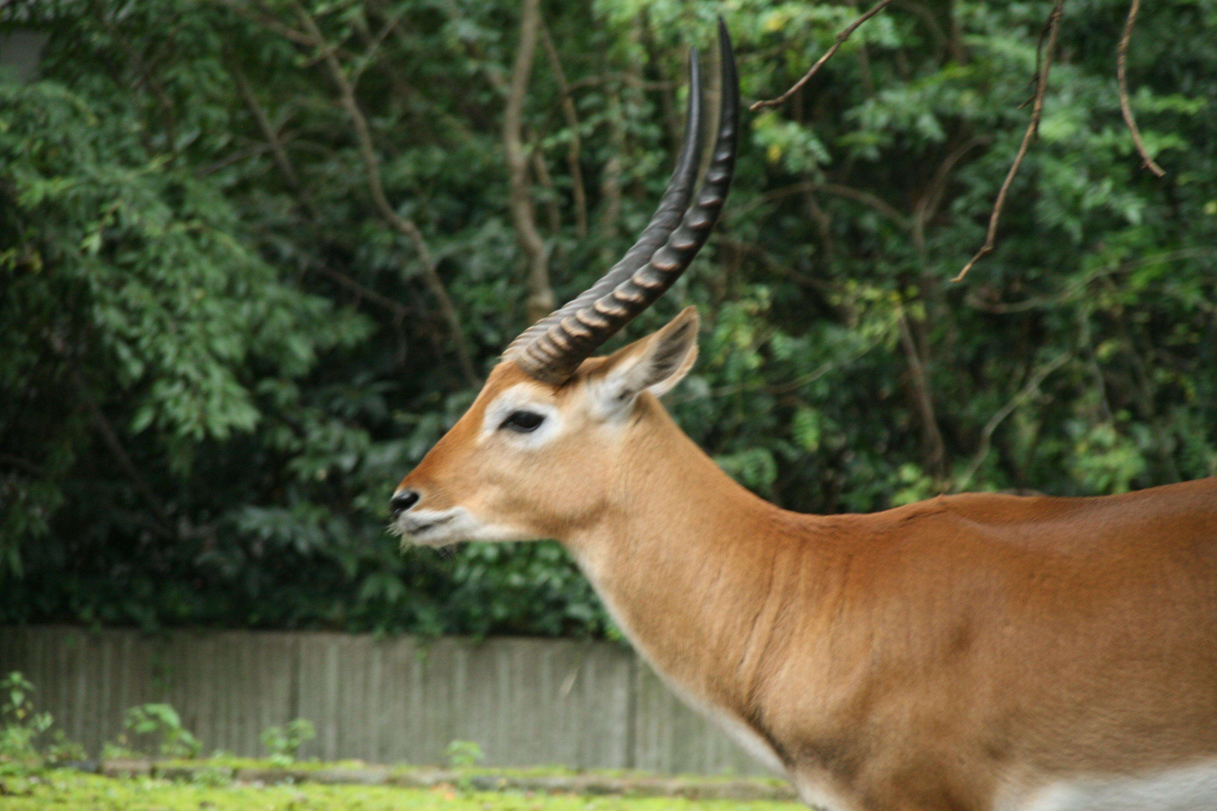 Image de Cobe Lechwe