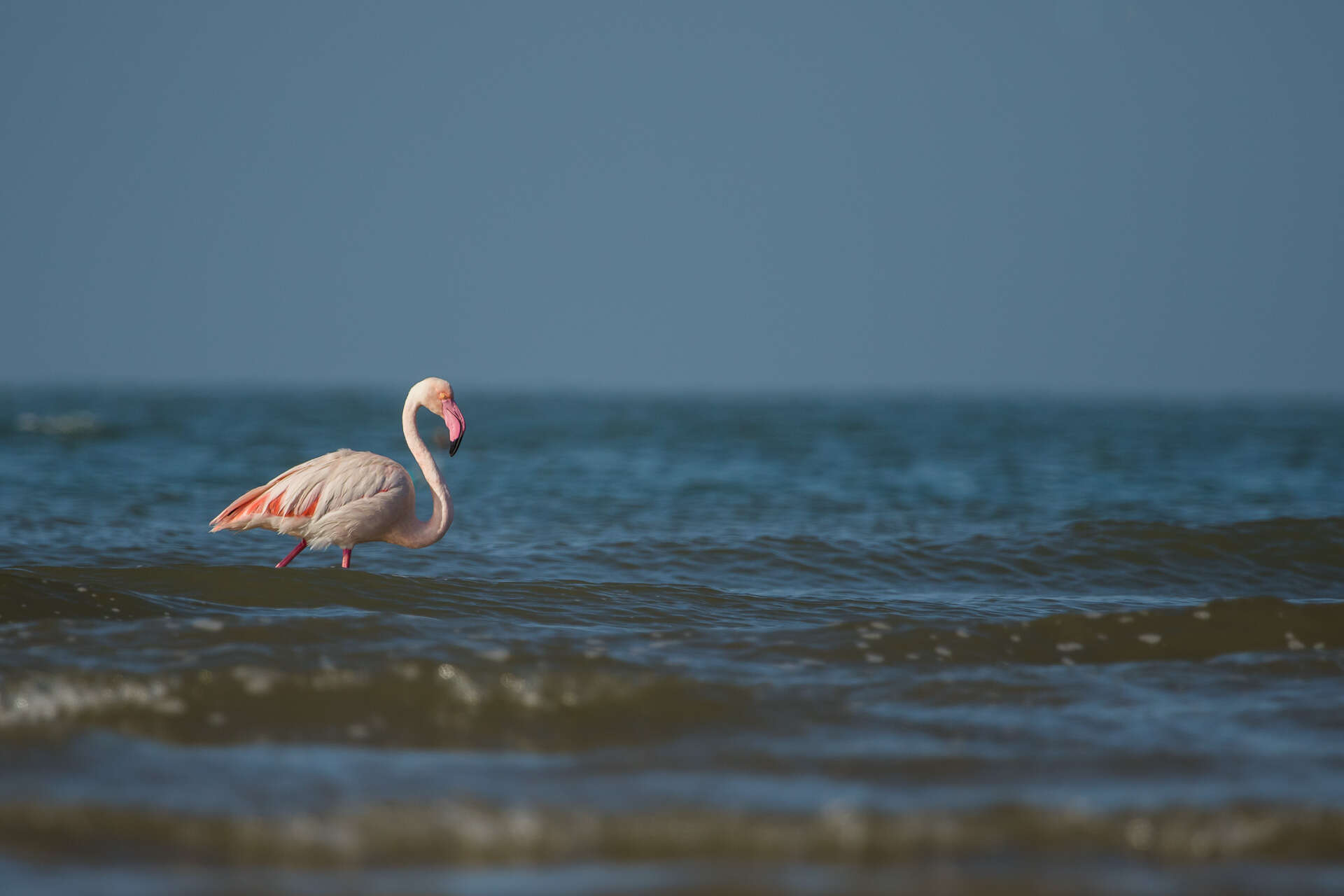 Imagem de Phoenicopterus roseus Pallas 1811