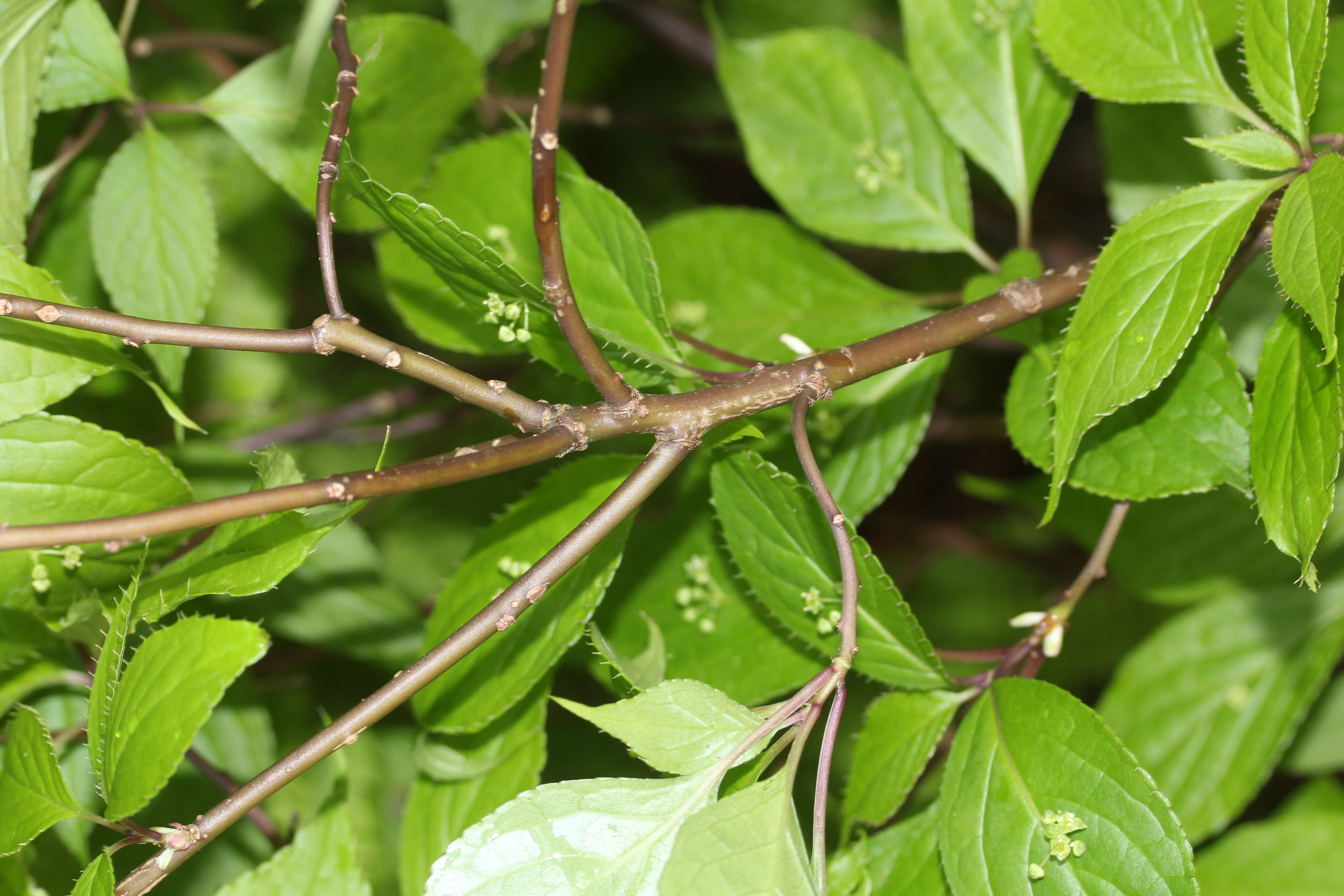 Helwingia japonica (Thunb. ex Murray) F. G. Dietrich resmi