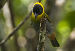 Image of Nelicourvi Weaver