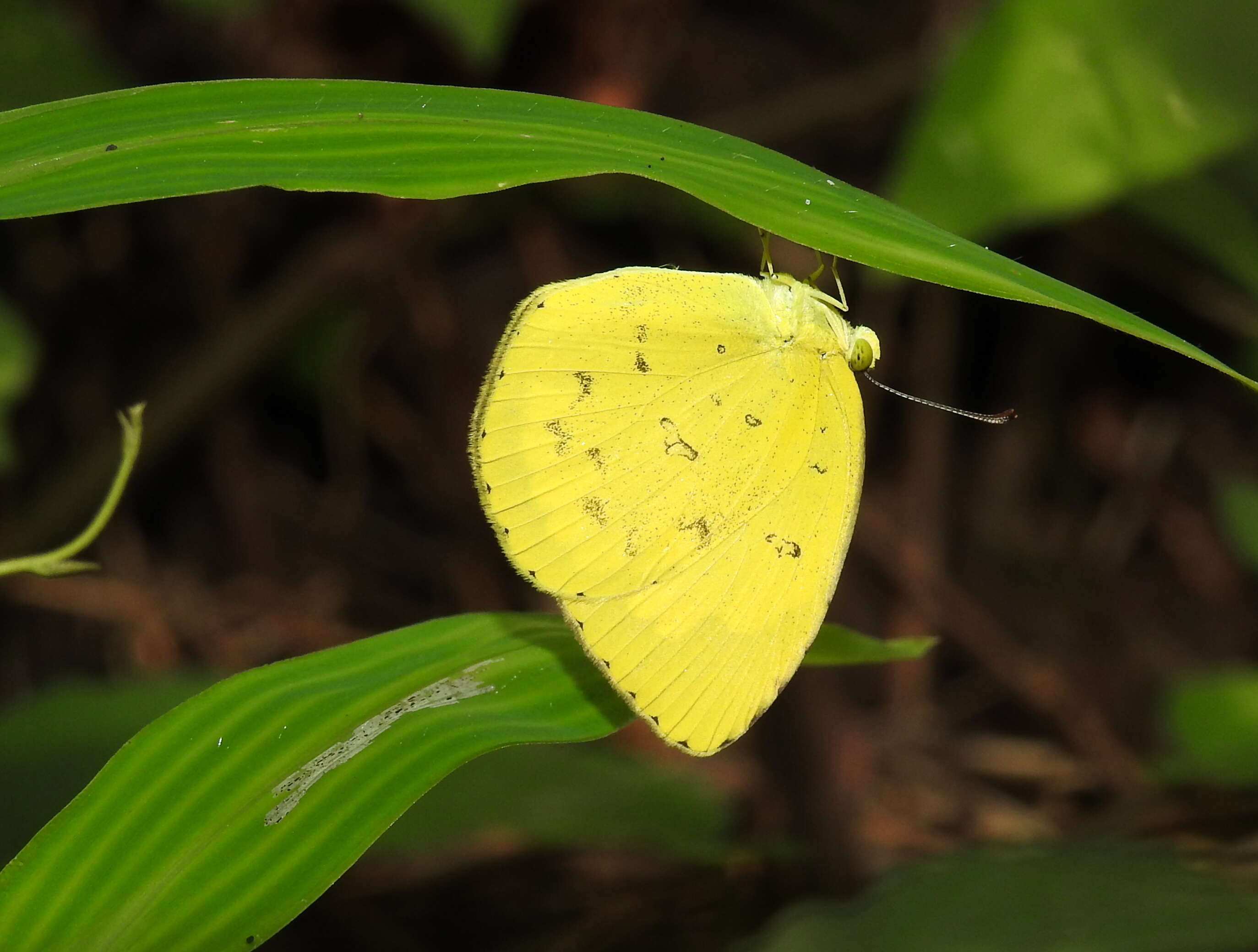 Image de Eurema hecabe (Linnaeus 1758)