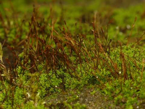 Image of tortula moss