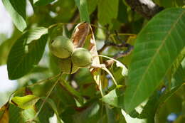 Image of Common walnut