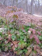 Image of Hollyleaved barberry