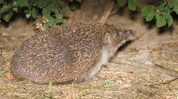 Image of Northern White-Breasted Hedgehog