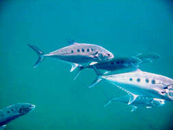 Image of Talang queenfish