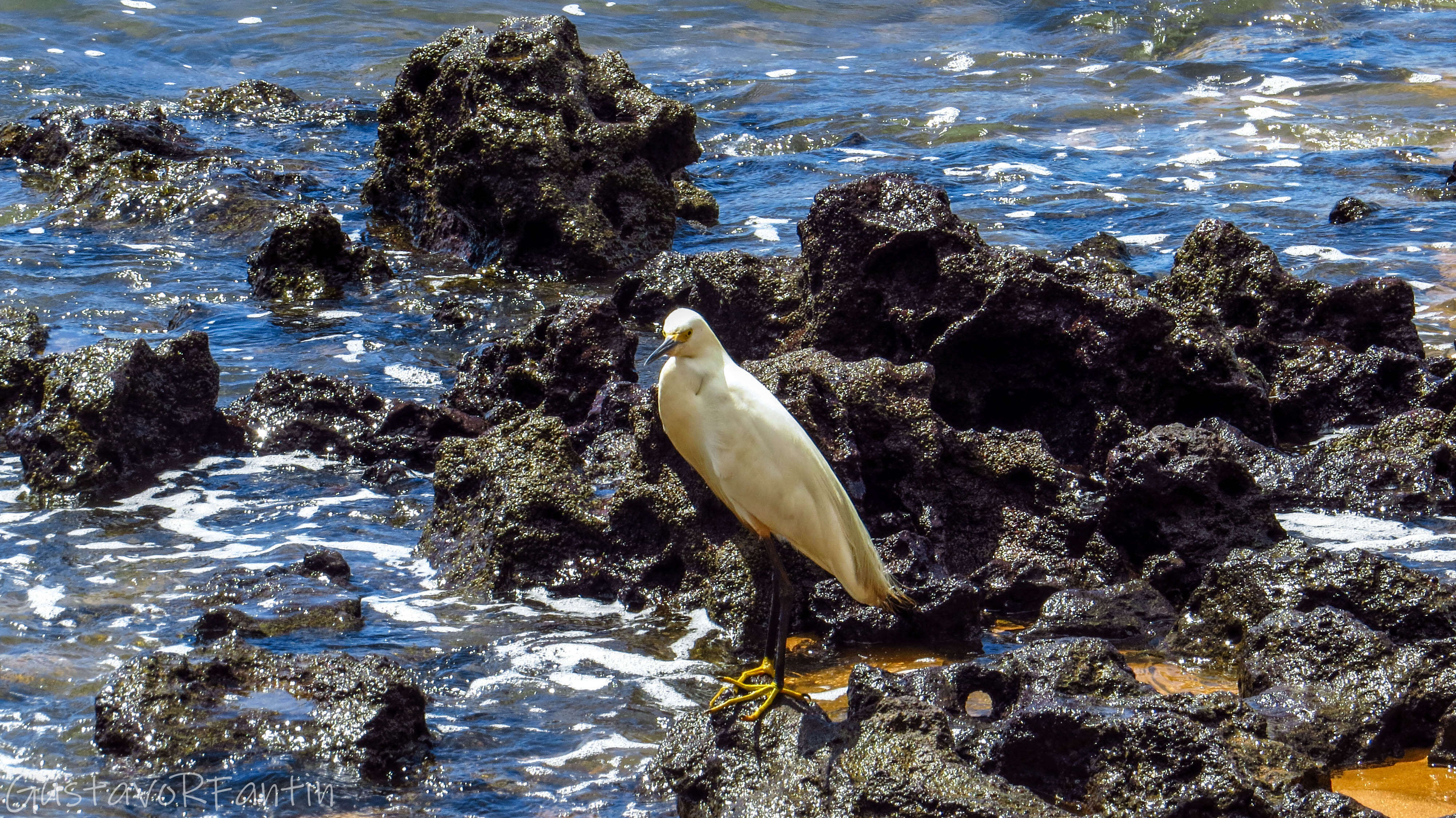 Image of Snowy Egret