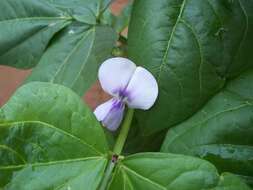 Image of kidney bean