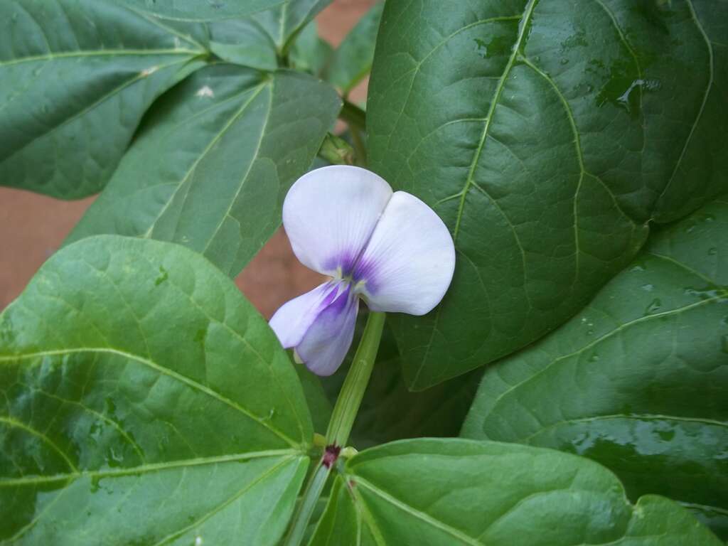 Image of kidney bean