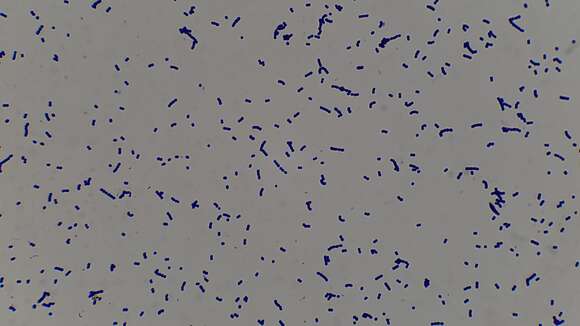 Image of Bacteria