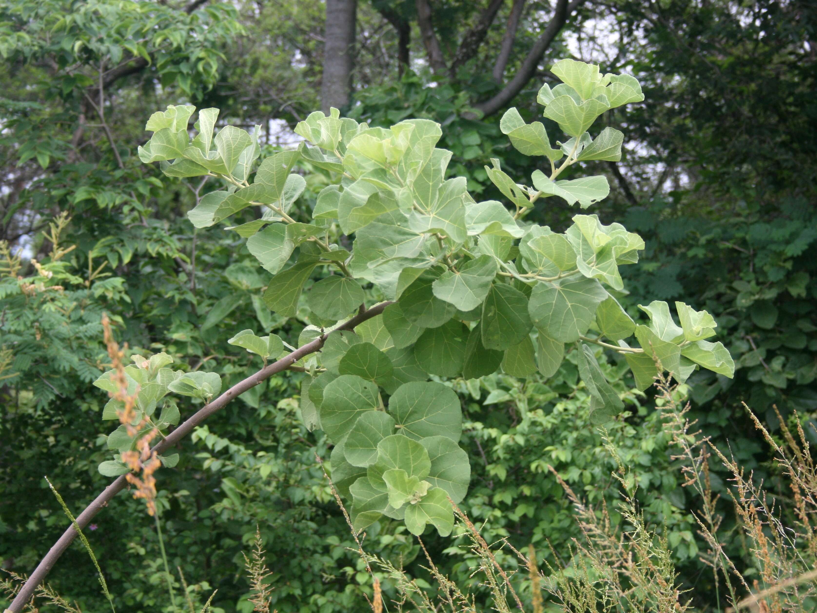 Imagem de Dombeya rotundifolia (Hochst.) Planch.