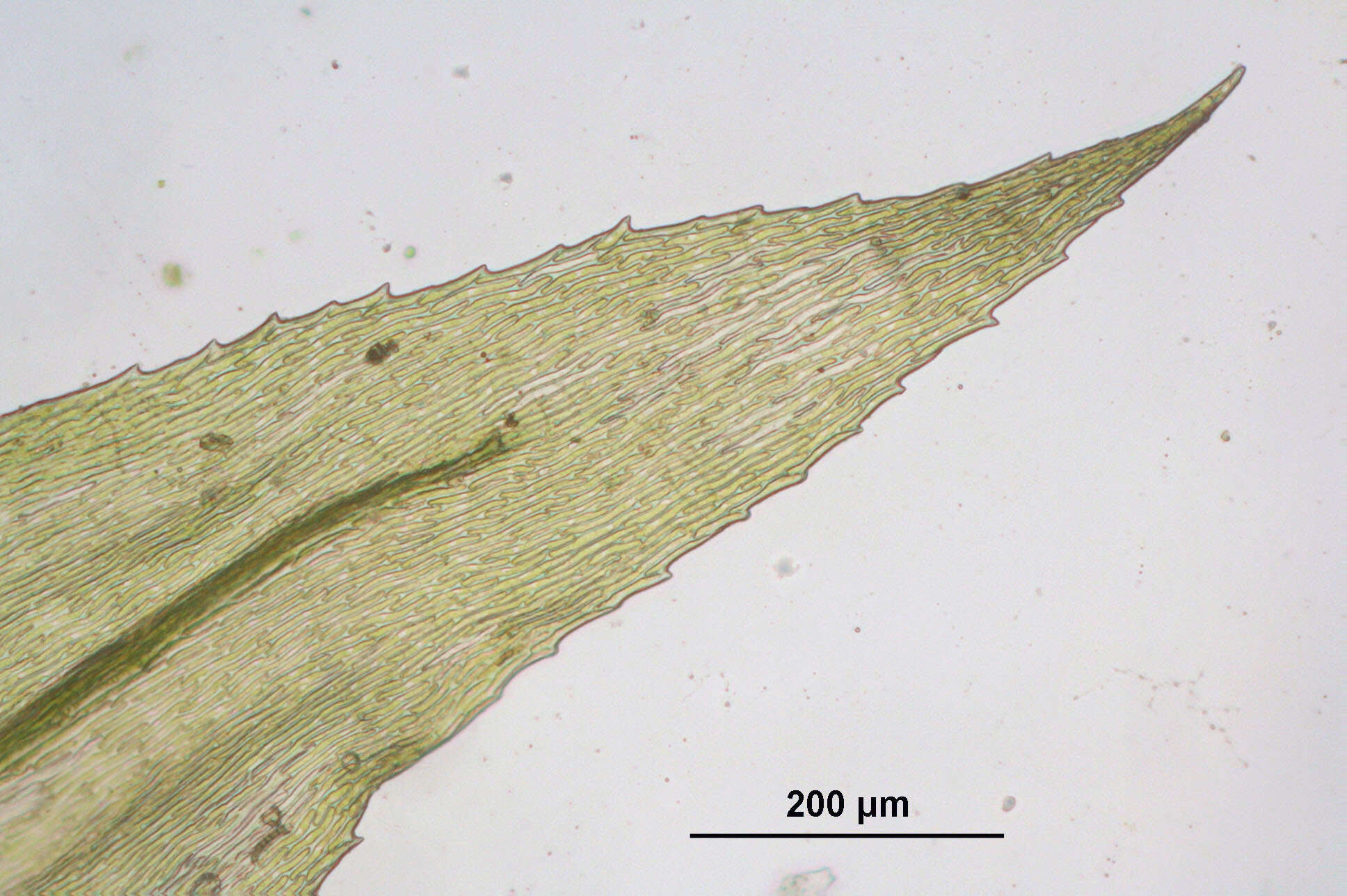 Image of common striated feather-moss